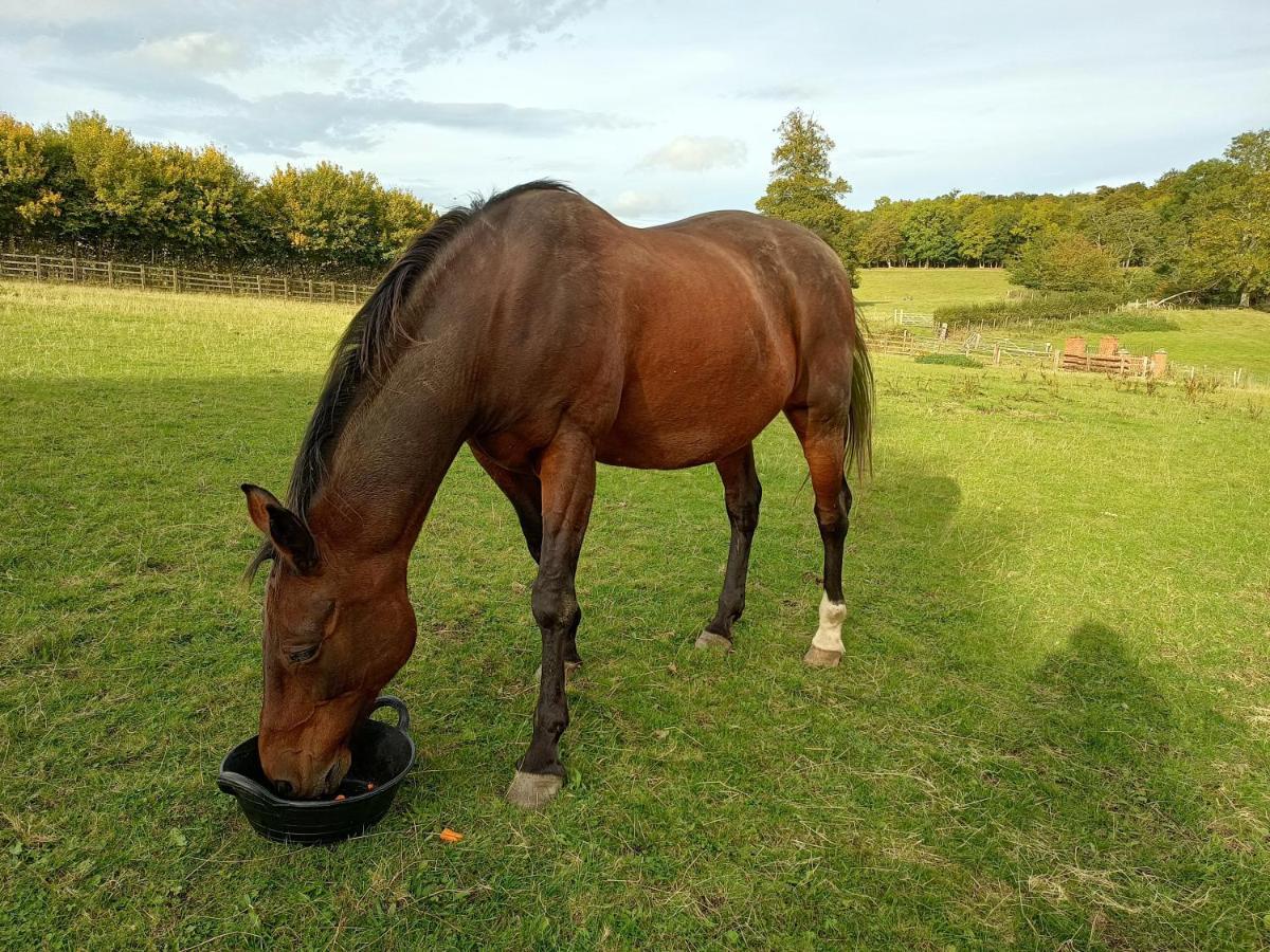 The Stables At Eriviat Hall Henllan  Bagian luar foto
